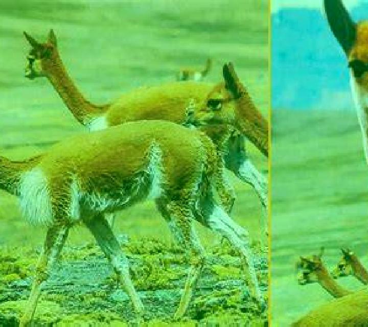 Cloe 2 Vicuna escort